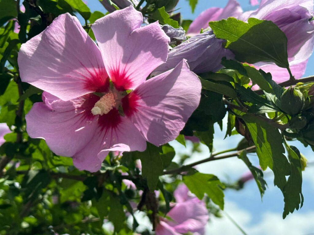 韓国旅行初心者ガイド!到着前にチェック!2026韓国旅行で知っておくべき基本情報 - productivity garden ri31TIAnChQ unsplash 韓国の国花、ムグンファ(むくげ)です。「永遠に咲き続け、散ることのない花」という名の意味通り、韓国人の忍耐強さと力強い生命力を象徴しています。