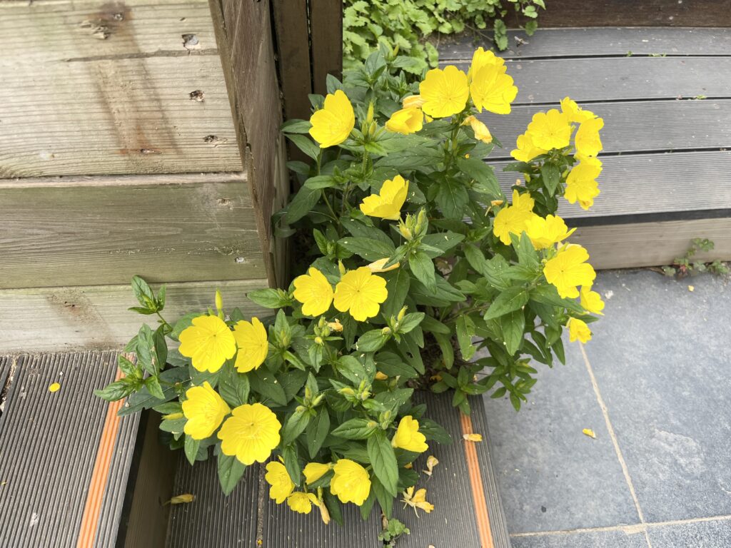 南陽州(ナムヤンジュ)で見つけた巨大"植物カフェ" - KakaoTalk 20260603 212938748 03 南陽州(ナムヤンジュ)で見つけた巨大"植物カフェ" 13