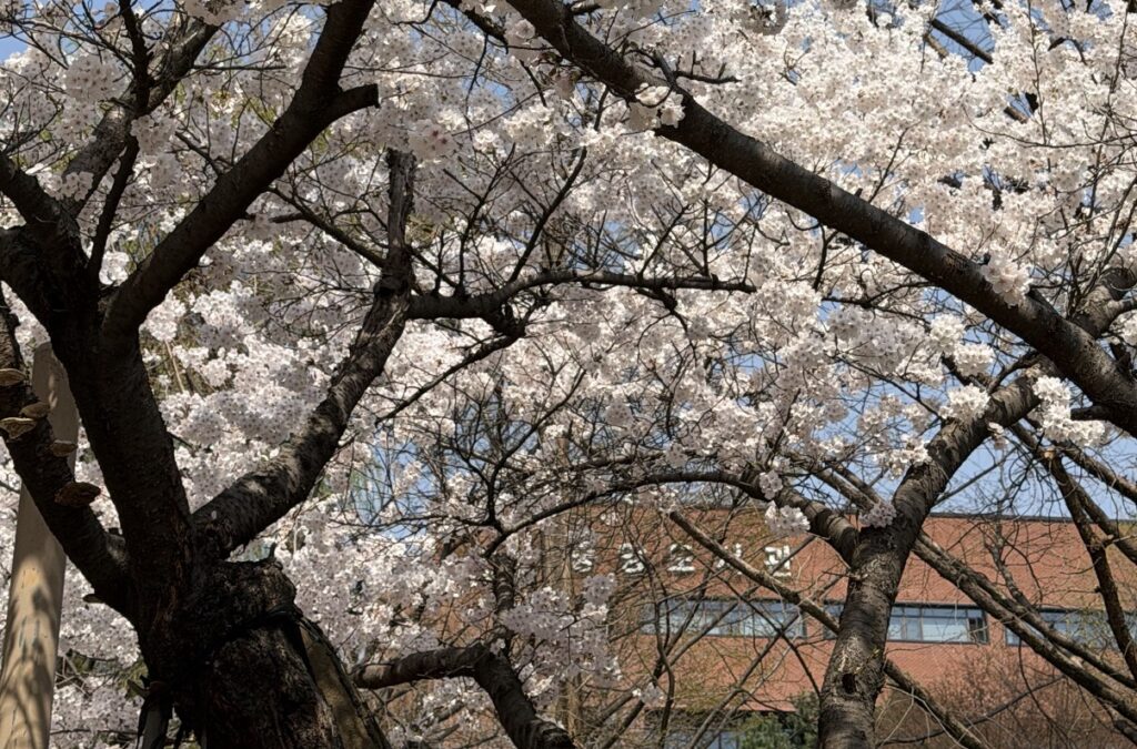 韓国留学中に使ってよかった勉強ツールまとめ