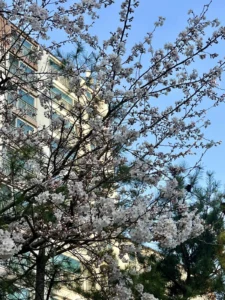 続・外国に住むということ｜文化の違いってこういうことか 8